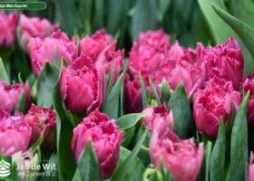 Tulipa Matchpoint ® (3)